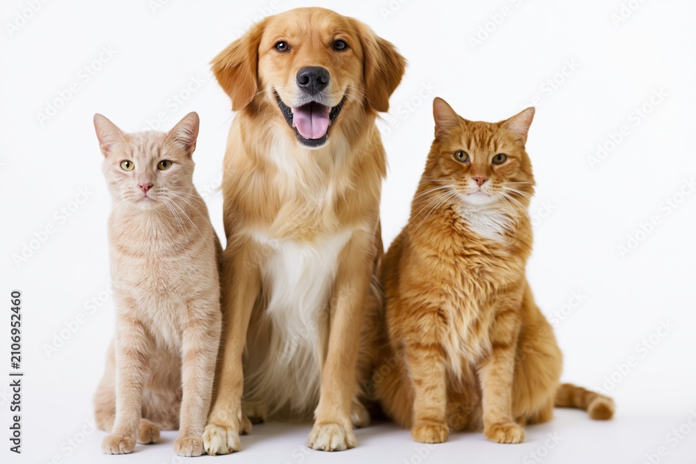 Fototapeta premium The Golden Retriever and Two Cats Studio Portrait in Bright White Background