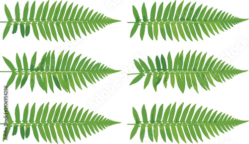 Foto Collection of Green Fern Leaves Showing Natural Symmetry, Botanical Foliage and