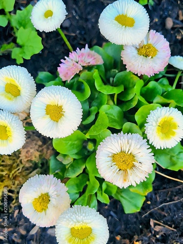 daisies on a white background