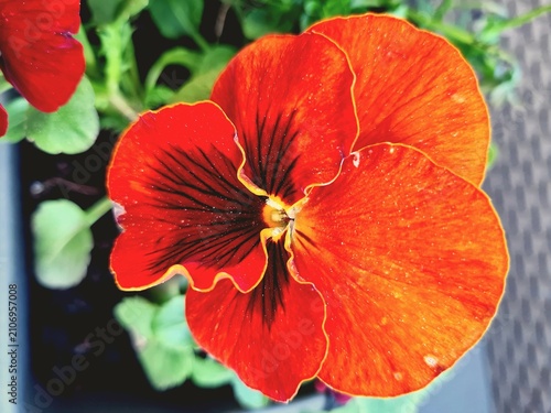 Red hibiscus flower on green background.