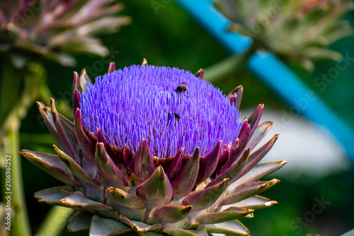 Globe Artichoke in Full Bloom with Vibrant Purple Flower Head