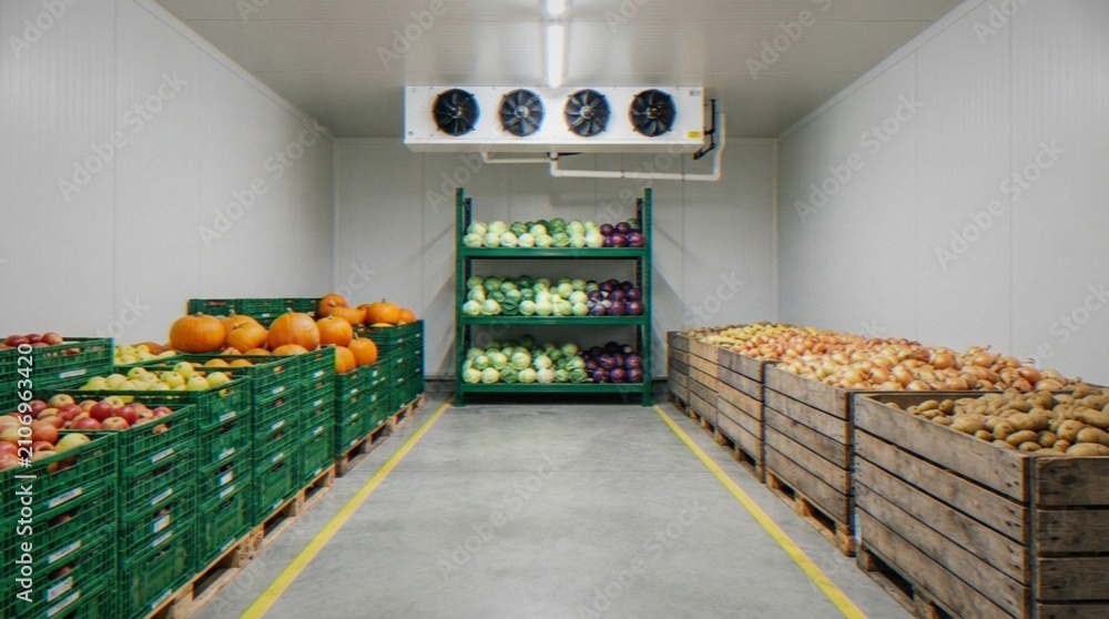 Naklejka premium A walk-in cold storage warehouse filled with fresh vegetables, including pumpkins, potatoes, onions, and cabbages, stored in crates and on shelves.