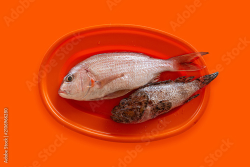 Картината върху платно Fresh common pandora and black scorpionfish isolated on orange background
