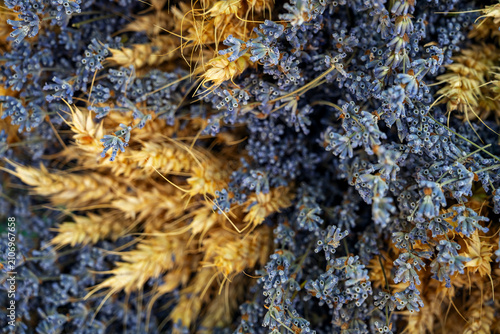 Dried plants mix of wheat and lavender in a natural setting