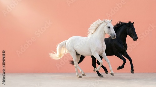Fotografía White horse and black horse running fast side by side against soft pink background with motion blur captured in high speed dynamic athletic animal photography