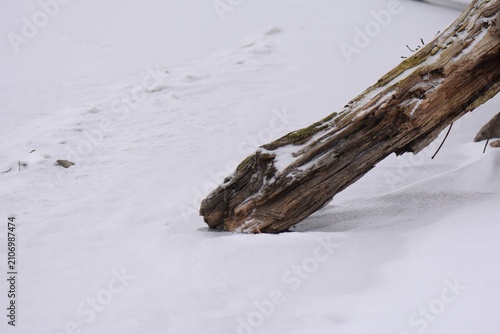 A fallen tree in the snow. Winter landscape. Close-up
