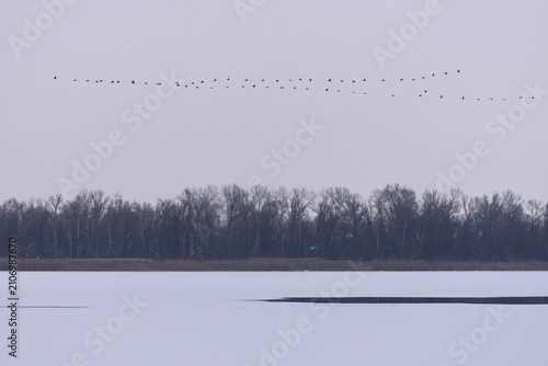 Flock of ducks flying over a frozen lake in winter