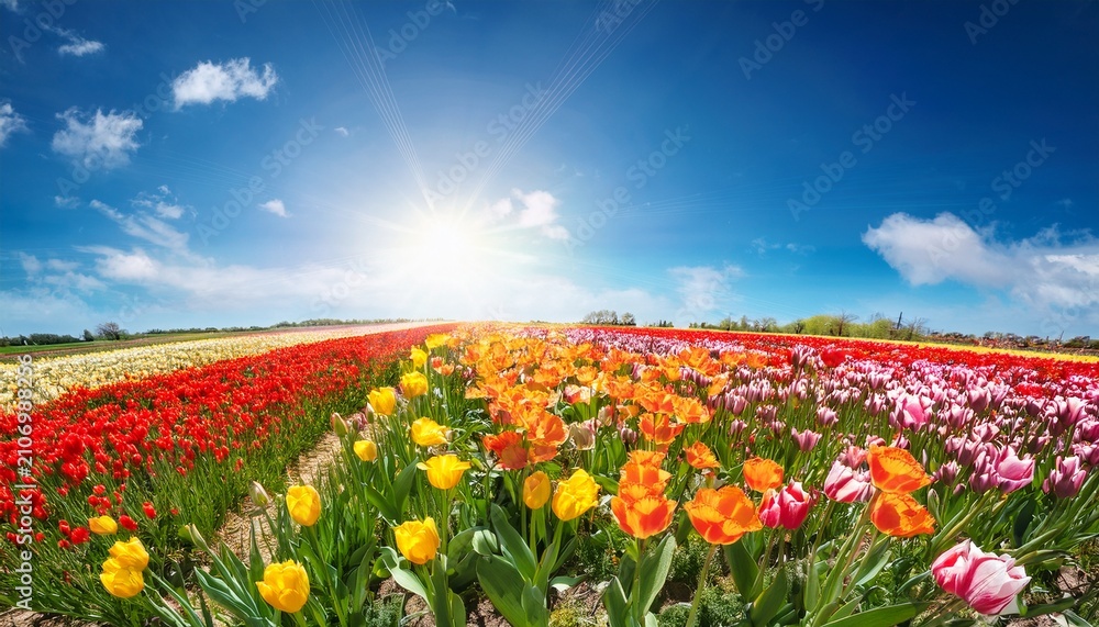 Fototapeta premium Vibrant Tulip Field Under Bright Blue Sky In Spring Sunshine