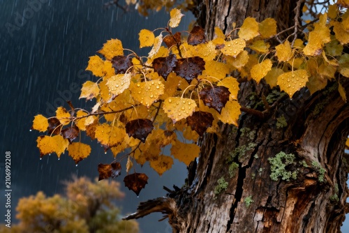 Autumn leaves on a tree branch during rainfall, with yellow and brown foliage against a dark sky