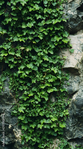 Ivy vines grow vertically across the rough textured surface of a grey stone wall creating a natural pattern of green leaves that thrive in an outdoor garden environment.
