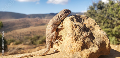 Photos Full body profile of a desert agama lizard sunbathing on a rock with long tail v