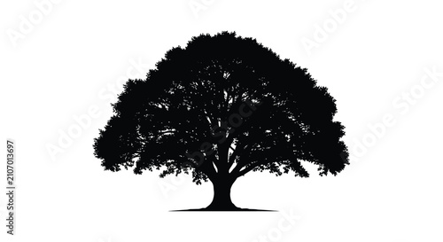 A dark silhouette of a mature oak tree against a white background showcasing its full canopy arbor arborescent branch