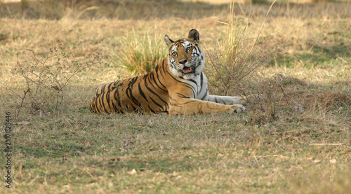 Sub Adult Bold and Ferocious Female Tiger at Panna National Park sitting and watching its Mother. This sub adult was seen relaxing for almost half an hour infront of our jeep.