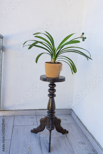 Potted Clivia Plant on Antique Wooden Pedestal Against White Wall. Healthy Clivia houseplant displayed on an antique wooden pedestal in a bright minimalist interior. Vertical botanical composition 