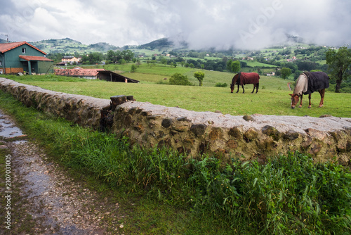 Green countryside landscape with horses grazing along the Camino Primitivo trail in Asturias, Northern Spain.