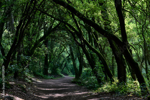 A serene forest path winds through an arch of lush green trees, bathed in dappled sunlight and deep shadows, inviting a peaceful walk through nature.