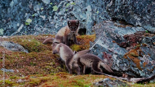 Cute Arctic Fox cubs in their natural habitat playing together in the summer of Svalbard, Norway.