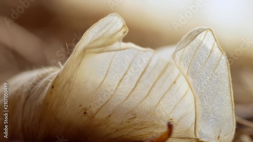 Close-up of translucent insect exoskeleton shedding process, revealing intricate details and textures against a blurred natural background