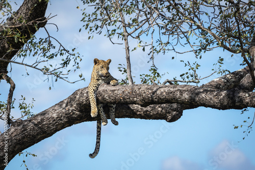 Foto Leopard (Panthera Pardus) cub sitting in a tree in Kruger National Park