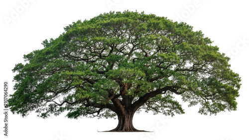 Foto Isolated majestic ancient tropical tree with a sprawling wide canopy and strong