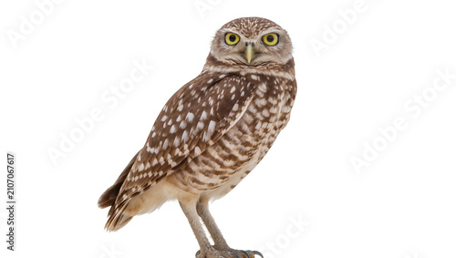 Isolated burrowing owl bird with bright yellow eyes standing alertly looking straight ahead
