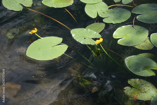 Canvas Print Two yellow water lilies surrounded by green floating lily pads on calm clear water with underwater plants, creating a peaceful natural summer scene