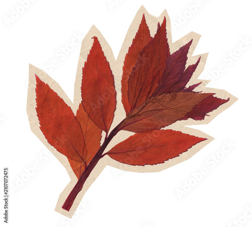 Canvastavla Antique Pressed Autumn Leaf Branch Cutout on Transparent Background