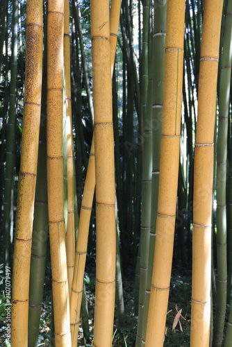 Golden Bamboo Stalks with Green Leaves – Natural Background Close Up