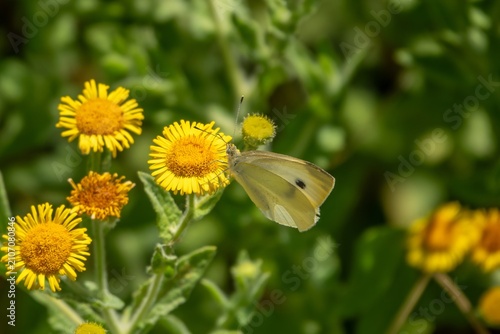 the small white butterfly also known as the cabbage white collecting pollen from common fleabane pulicaria dysenterica