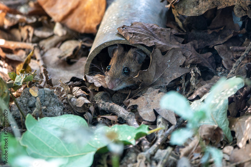 wood mouse apodemus sylvaticus peeping out from a tube surrounded by leaves