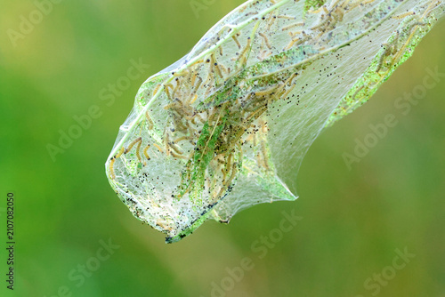 Foto Tent caterpillar larvae feeding inside silk nest on leafy branch