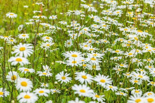 Blühende Margertien in einer Sommerwiese