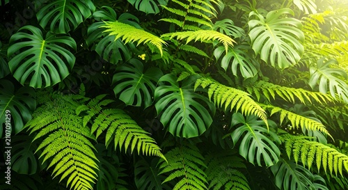 Tropical jungle foliage with lush monstera leaves and green ferns under bright dappled sunlight beam.