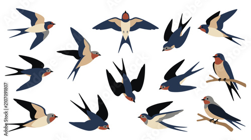 Cuadro en lienzo Collection of flying swallow birds in different poses isolated on white background design