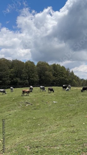 Cows grazing in high mountain pasture with blue sky and white clouds
