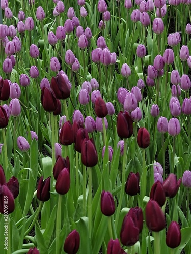 Purple and Burgundy Tulip Field in Full Bloom Spring Garden