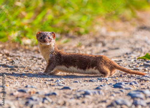 Close-up of the profile of a least weasel, scientifically known as Mustela nivalis