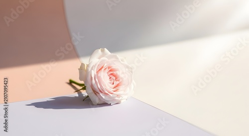 Minimalist soft pink rose bud lying on pastel curved paper background with dramatic shadows and light.