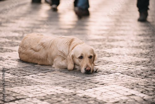Golden retriever dog lying on cobblestone street, waiting and looking sad, with people passing by