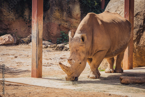 Canvastavla Southern White Rhino at the zoo native to Southern Africa is the largest rhino and is a critically endangered species due to poaching