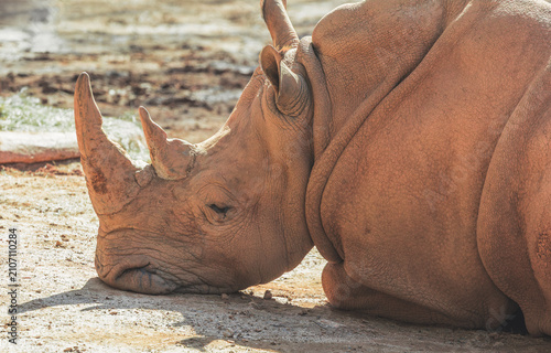 Принти на полотні Southern White Rhino at the zoo native to Southern Africa is the largest rhino and is a critically endangered species due to poaching