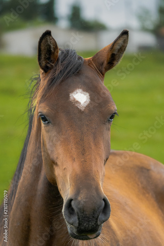 Close-Up Portrait of a Beautiful Bay Horse with White Star Marking Looking at Camera