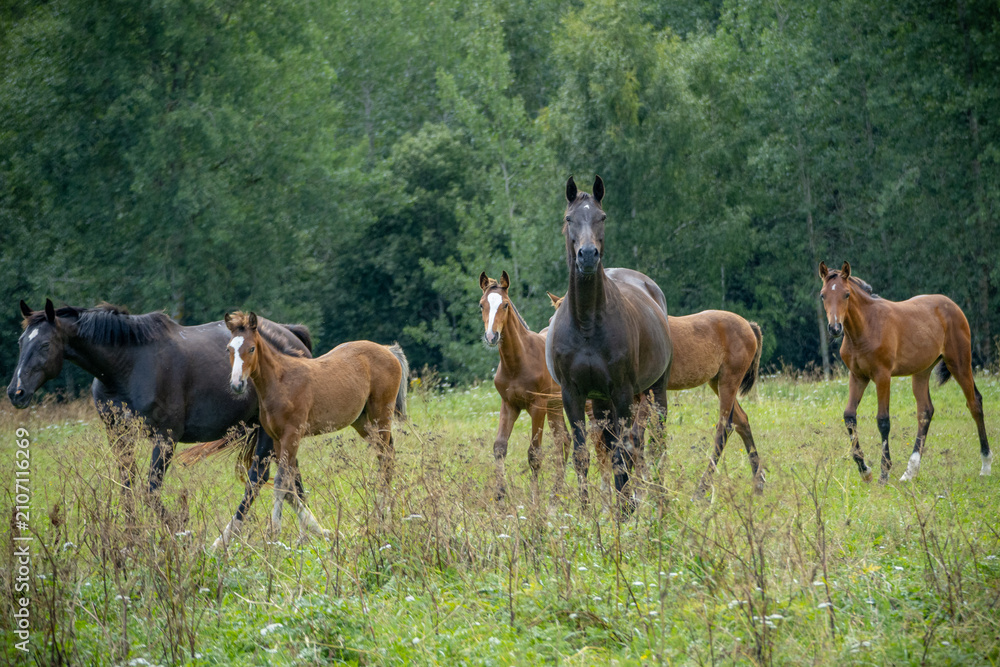 Fototapeta premium Mare and Foals Standing Together in a Green Summer Meadow