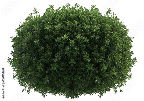 Lush green spherical bush isolated on transparent background