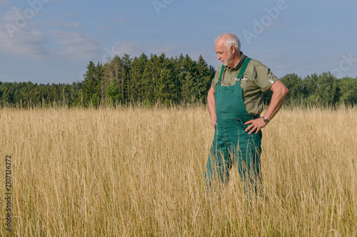 An elderly organic farmer stands in a sun-drenched, dried-out grass field, looking down thoughtfully during a severe summer drought.