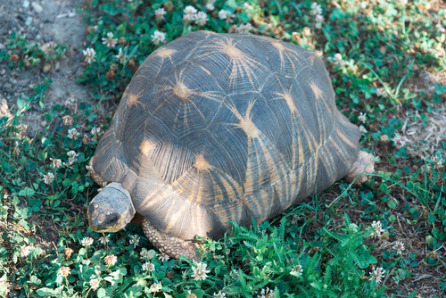 Foto radiated tortoise walking on green grass with clover flowers in the garden showi