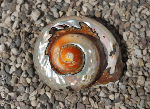 Canvas Print Seashell on gravel background, detailed, textured, natural colors