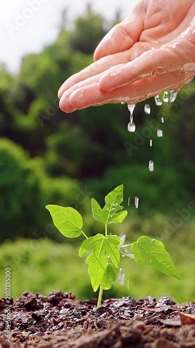 Vertical Slow Motion View of Water Dripping from a Hand onto a Young Green Plant in Garden Soil, Hydration, Plant Care, Growth, and New Life