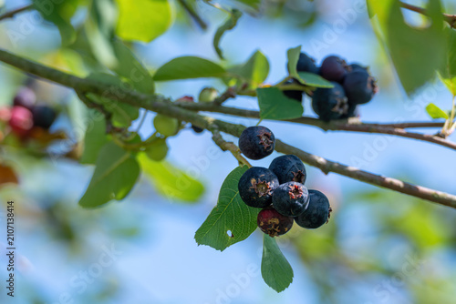 Ripe serviceberry fruit on a branch with green leaves.