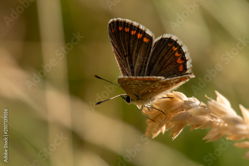 Foto a Brown Argus butterfly(Aricia agestis) at rest, facing down, on a grass head, w